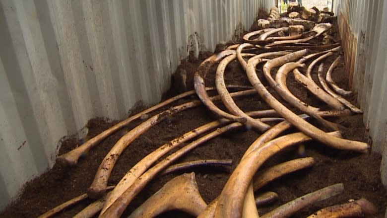 Famous blue whale gets own show at Royal Ontario Museum