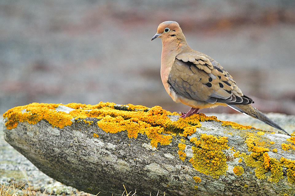 Mourning Dove on a rock