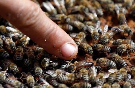 A beekeeper points at the queen bee in his farm in Shibin El Kom, Al- Al-Monofyia province, northeast of Cairo, Egypt November 30, 2016. Picture taken November 30, 2016. REUTERS/Amr Abdallah Dalsh