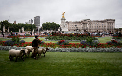 Shepherd Tom Davis with his sheep in Green Park - Credit: Geoff Pugh for the Telegraph