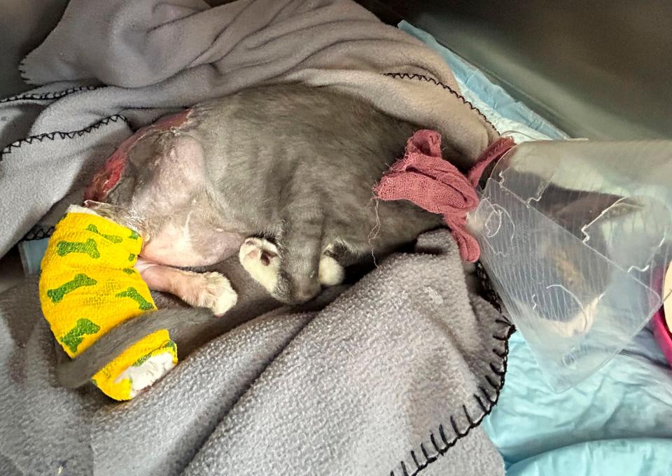 Animal Rescue League trying to save cat who was found with severe burns