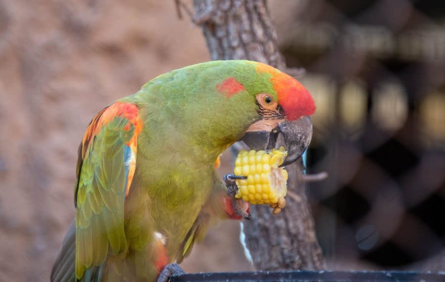 Red fronted macaw credit Dr. Jennifer D. Image courtesy Oklahoma City Zoo.