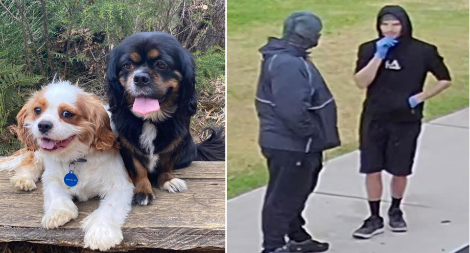 Two men wearing black steal two Cavalier King Charles Spaniel dogs from Perth backyard. 