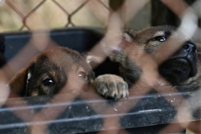 Die Besitzerin eines Gnadenhofs für Hunde in Rheinland-Pfalz muss ihren Bestand wegen Tierschutzmängeln drastisch reduzieren. Künftig darf sie nur noch maximal fünf Hunde halten, wie das Oberverwaltungsgericht in Koblenz mitteilte. (Nhac NGUYEN)