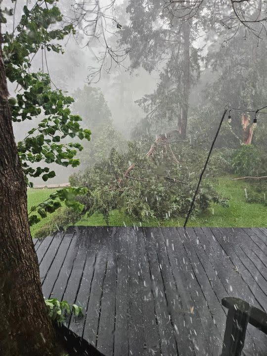 A fallen tree in Bullard. Photo courtesy of Sissy Bellar.