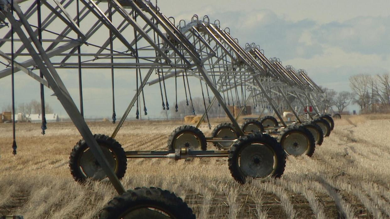 The province has committed $19 million — a $5.5-million increase from the previous year — to the cost-shared Irrigation Rehabilitation Program. Irrigation supports 1.5 million acres (about 600,000 hectares) of crop production in Alberta. (Monty Kruger/CBC - image credit)