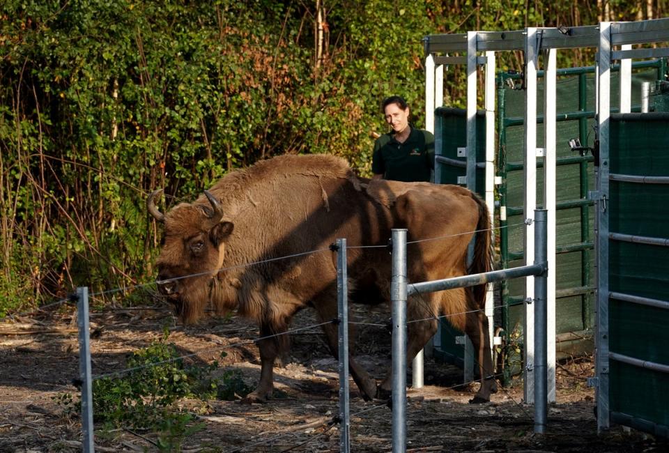 One of the bison leaves a corral as they are released into West Blean and Thornden Woods (Gareth Fuller/PA) (PA Wire)