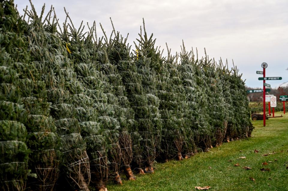 Cut Christmas trees for sale at Tannenbaum Farms on Monday, Nov. 20, 2023, in Mason.