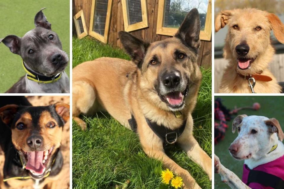 These 5 dogs at Dogs Trust Evesham are looking for new homes <i>(Image: Dogs Trust)</i>