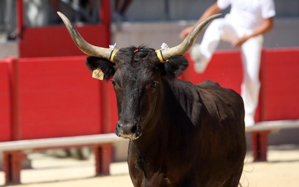 A course camarguaise bull - Icon Sport