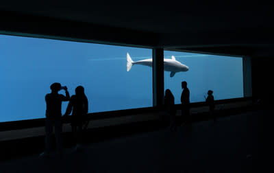 Beluga in underwater viewing area, Marineland 2023. Photo: World Animal Protection. (CNW Group/World Animal Protection)