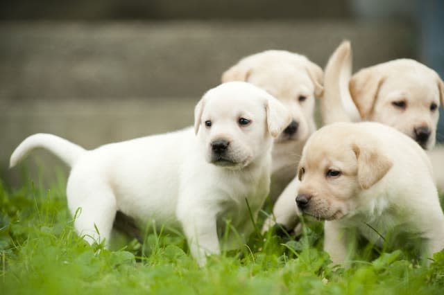 Yellow Labrador Retriever Puppies, Ontario, Canada