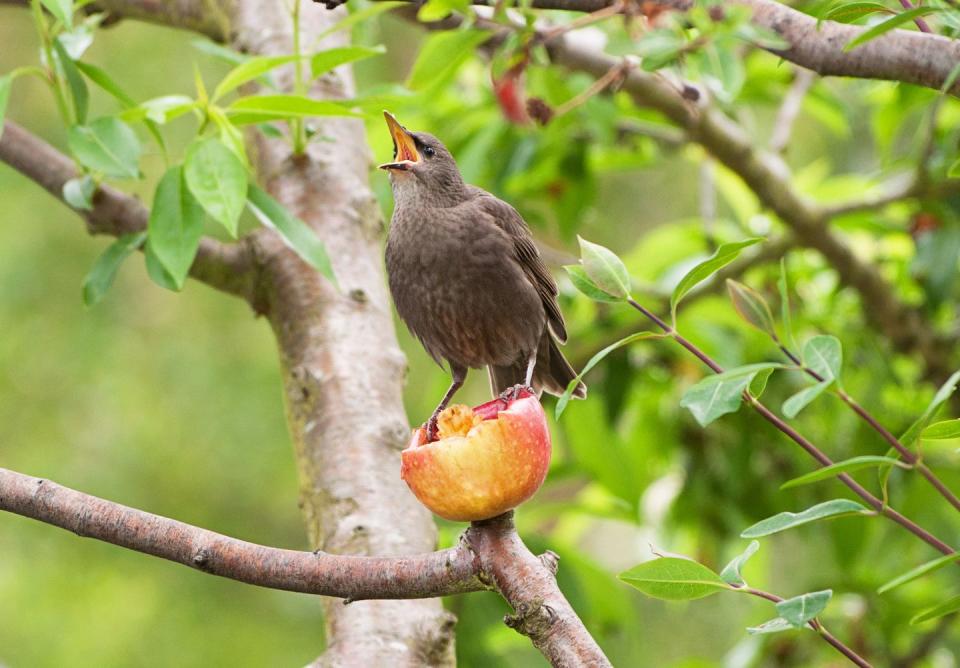 a young hungry starling sitting on an empty apple skin calling for its parent