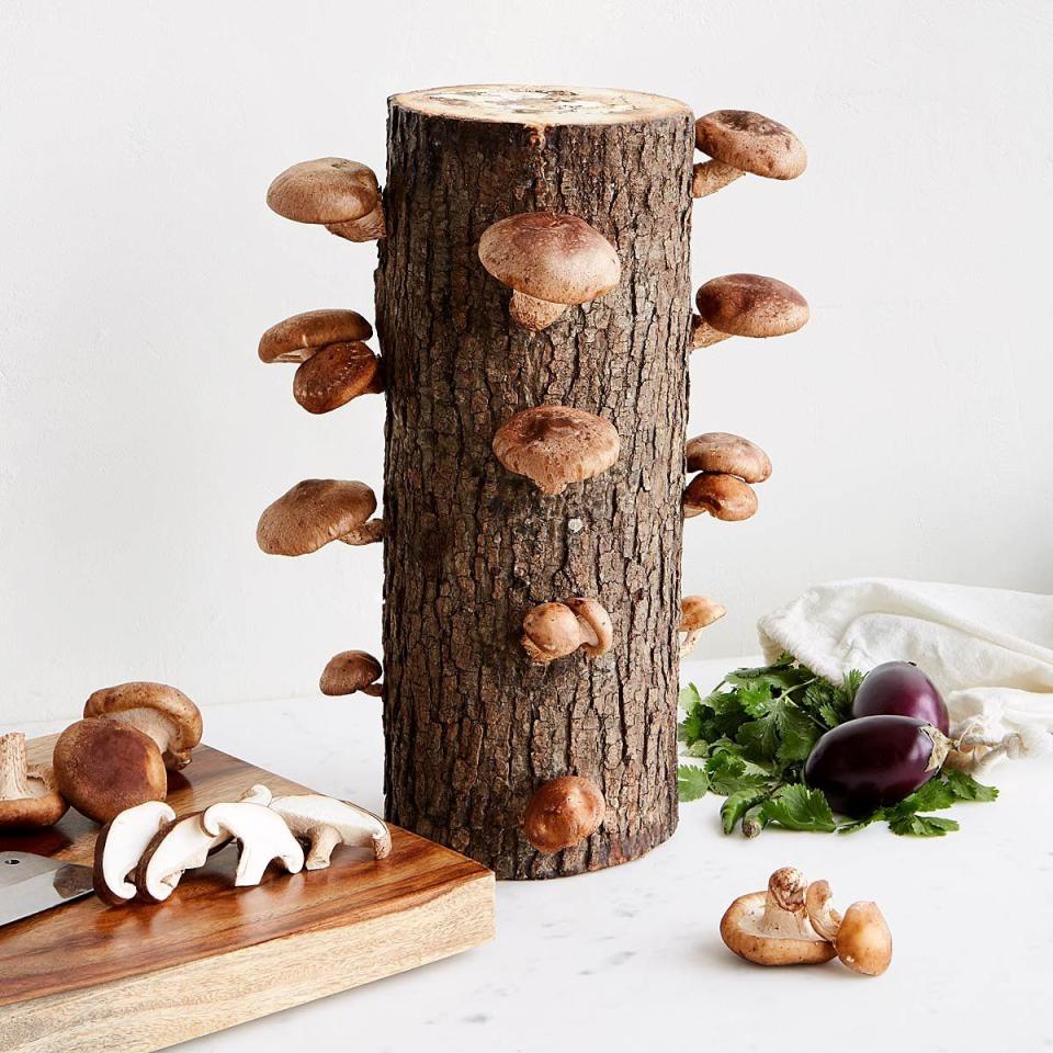 1) Shiitake Mushroom Log Kit
