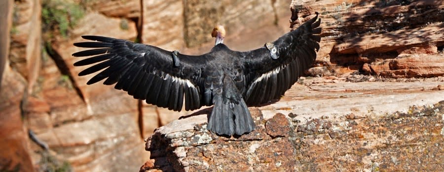 In this May 13, 2019, photo provided by the National Park Service is a female condor in Zion National Park, Utah. Biologists confirmed that this female California condor laid an egg that hatched at Zion National Park in southwest Utah. Park rangers said Thursday, July 11, 2019, they estimate the California condor hatched in May, nestled in a crevice of a sweeping red-rock cliff. (National Park Service via AP)