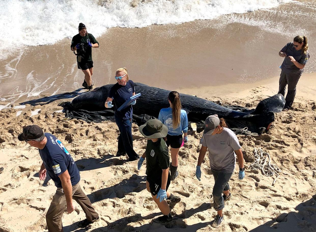 Florida Fish and Wildlife Conservation Commission and Harbor Branch respond to a beached sperm whale near Via La Selva in Palm Beach on Feb. 3, 2020.