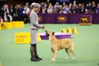 <p>Among the rarest of dog breeds, Chinooks were first bred to be all-purpose sled dogs. They're known to be devoted family pets that are intelligent and patient — plus, they're also the official state dog of New Hampshire!<br></p><p><strong>Weight: 50-90 pounds</strong></p><p><strong>RELATED: </strong><a href="https://www.goodhousekeeping.com/life/pets/g23064807/rare-dog-breeds/" rel="nofollow noopener" target="_blank" data-ylk="slk:13 Rare Dog Breeds That Make the Best Pets;elm:context_link;itc:0;sec:content-canvas" class="link ">13 Rare Dog Breeds That Make the Best Pets</a></p>