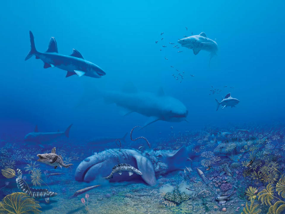 An artist’s illustration of an ancient sea that covered much of North America during the Mississippian age. A decaying shark lies on the bottom of the sea, with three live sharks and other fish swimming nearby. 