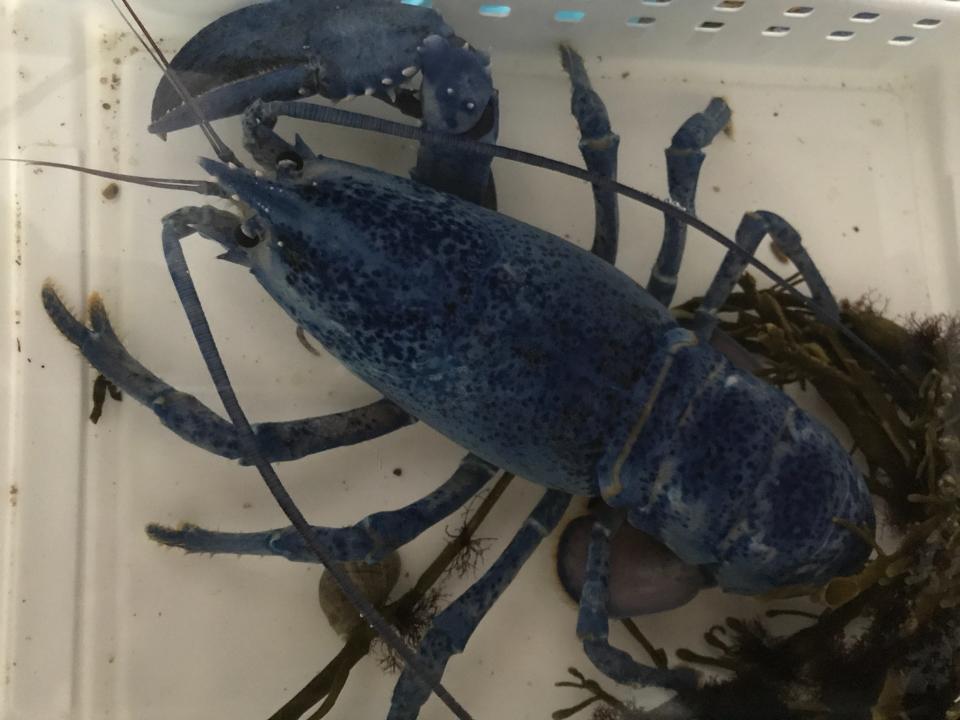 The blue lobster at the Hampton Beach Oceanarium recently went through the molting process.
