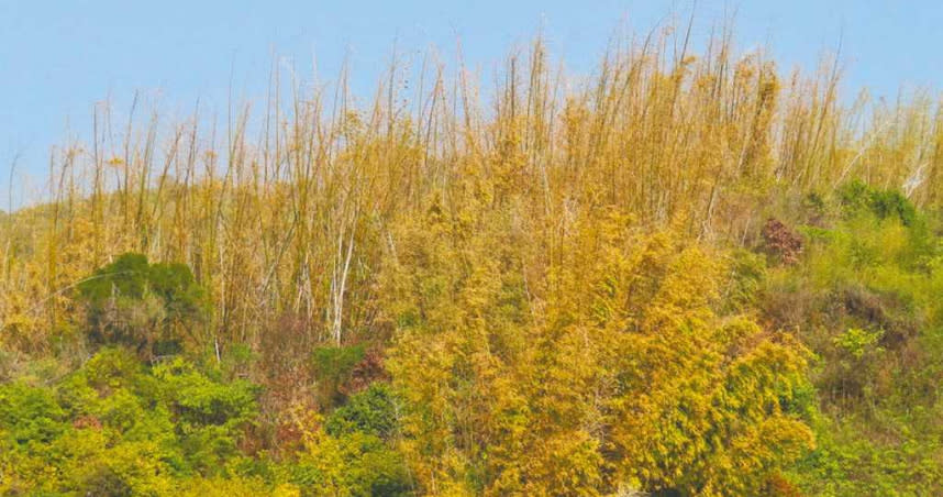 延續去年6月至今，降雨為52年來最少，等待春雨還不來，八卦山脈竹林已呈現一片枯黃。（圖／中著時報吳敏菁攝）