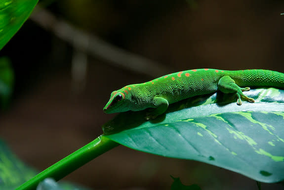 Geckos shed their tails along pre-scored "cut lines" that enable them to quickly escape predators