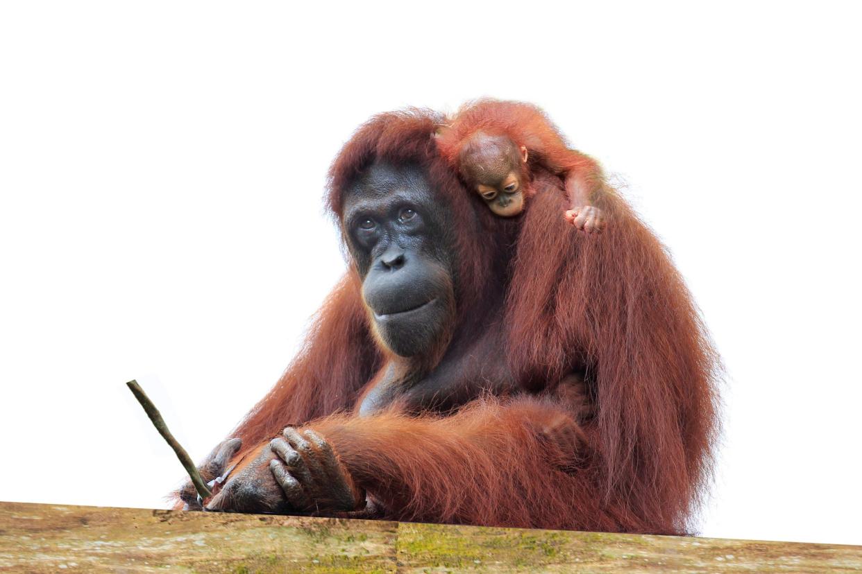 A mother orangutan with a baby on her back