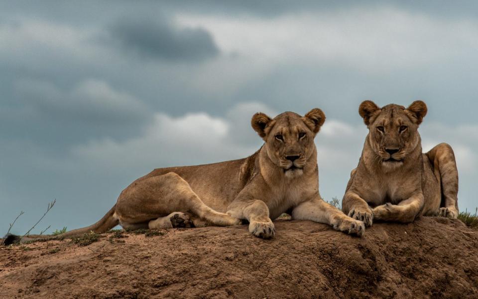 'We treat ourselves to the luxury of safaris, we have forgotten that we are in the realm of wild animals'