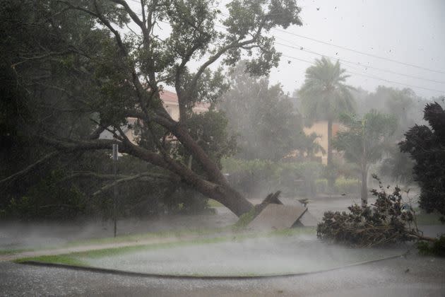 A tree is uprooted by strong winds as Hurricane Ian churns to the south in Sarasota. (Photo: Sean Rayford via Getty Images)