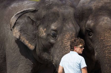 Trudy Williams stands with Asian elephants Icky (L) and Alana at the Ringling Bros. and Barnum & Bailey Center for Elephant Conservation in Polk City, Florida September 30, 2015. REUTERS/Scott Audette