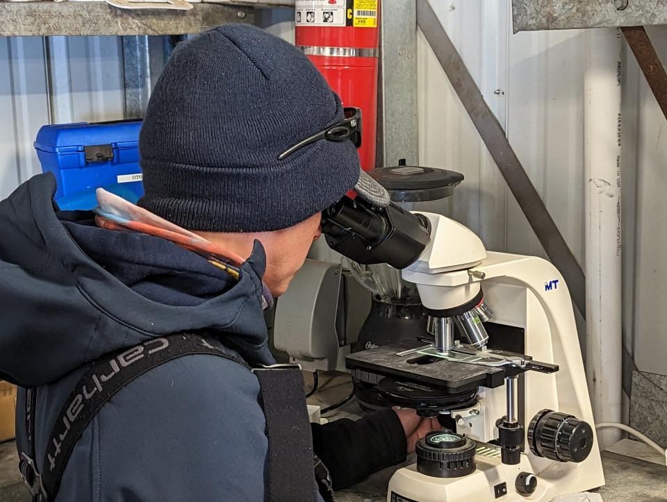 Colorado Parks and Wildlife Aquatic Biologist Carrie Tucker checks walleye milt through a microscope to make sure it is still viable prior to being mixed with ripe walleye eggs.