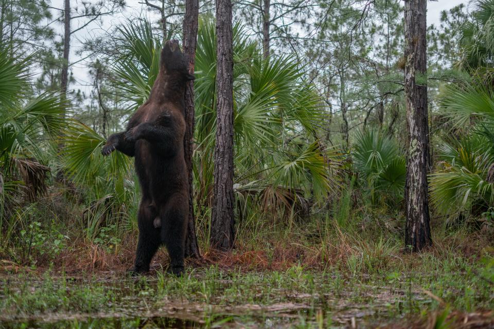A bear in the Everglades looks upward.