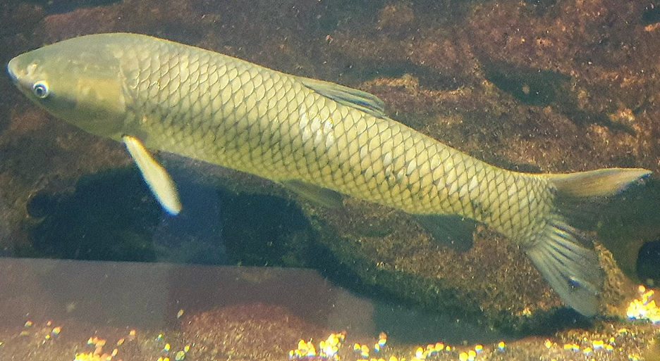 The Grass Carp, also known as the White Amur, is being studied by the U.S. Corps of Engineers, the Great Lakes Fisheries Commission and the Ohio Department of Natural Resorces.