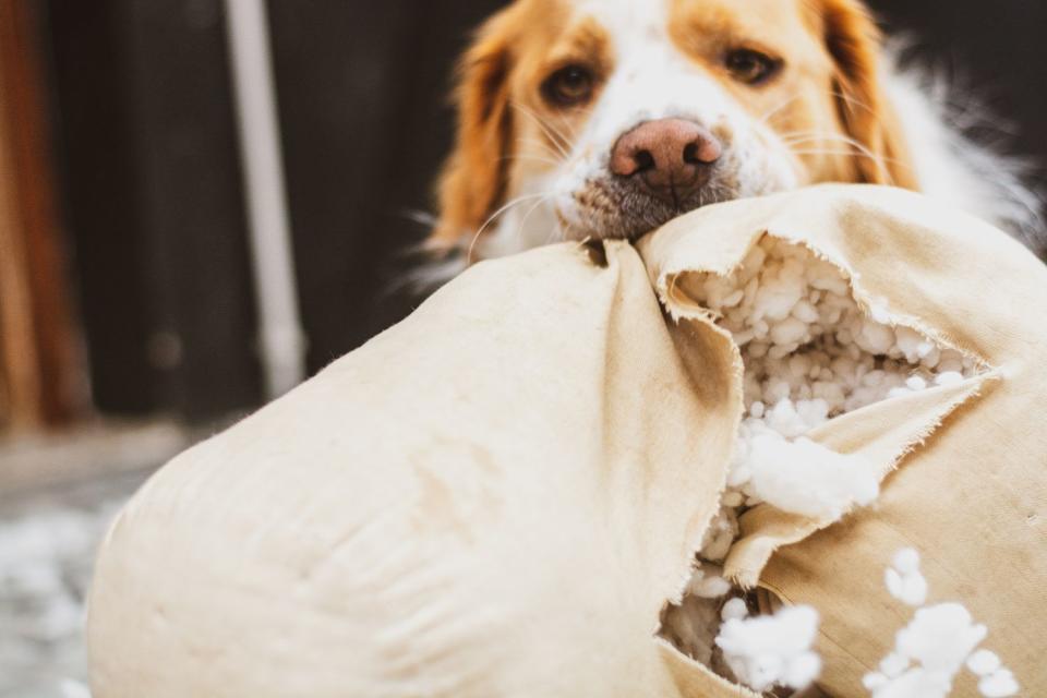 <p>Getty</p> Dog lying down biting a cushion inside the house in stock photo