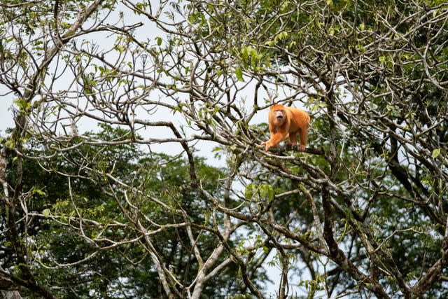 <p>Ozzie Hoppe</p> A howler monkey in the Cañ Negro Wildlife Refuge.