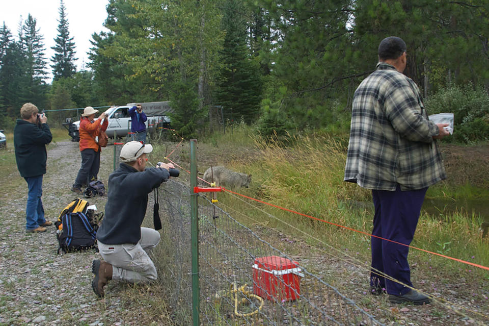 Guests visit Triple D, where handlers use meat to trigger animals’ natural predatory instincts. A wolf, tiger, or mountain lion appear to be on the hunt in their natural habitat — but it is in reality a staged event.