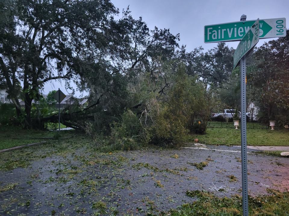 An uprooted oak tree blocks West Belvedere Street in Lakeland on Thursday morning.