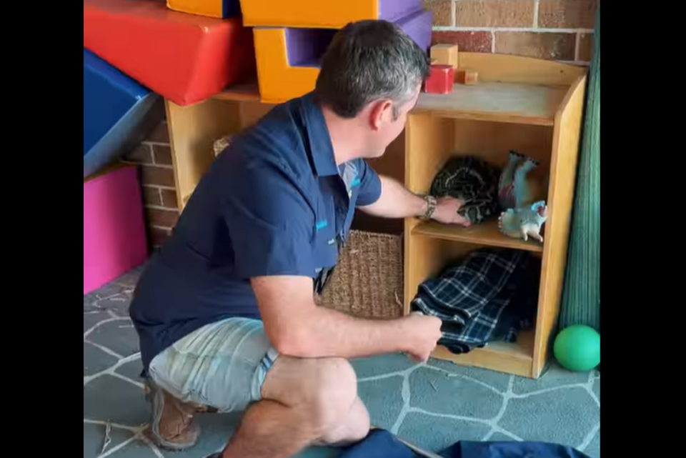 Hallan una pitón de alfombra que dormía una siesta en un estante de juguetes en una guardería infantil de Australia.