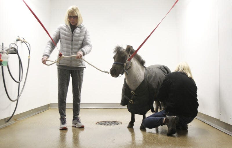 Sue Miller (left) cofounder and co-director at Victory Gallop and Toril Simon, a volunteer, clean the hooves of Willie Nelson in Bath in this photo from March 2018. Willie Nelson was in training as he prepared to go visit patients at Akron Children's Hospital.