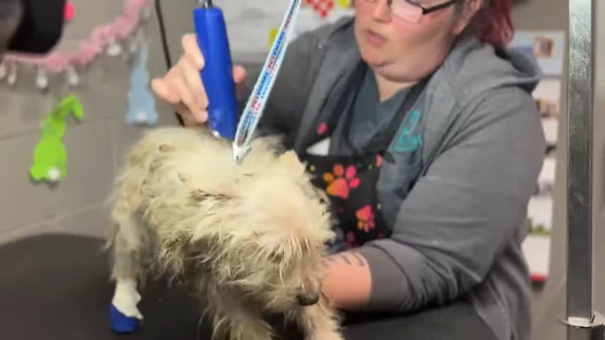 One of the dogs rescued in Boulder City, Nevada, on 29 March 2024 gets a haircut after being found in poor condition (KTNV Channel 13)