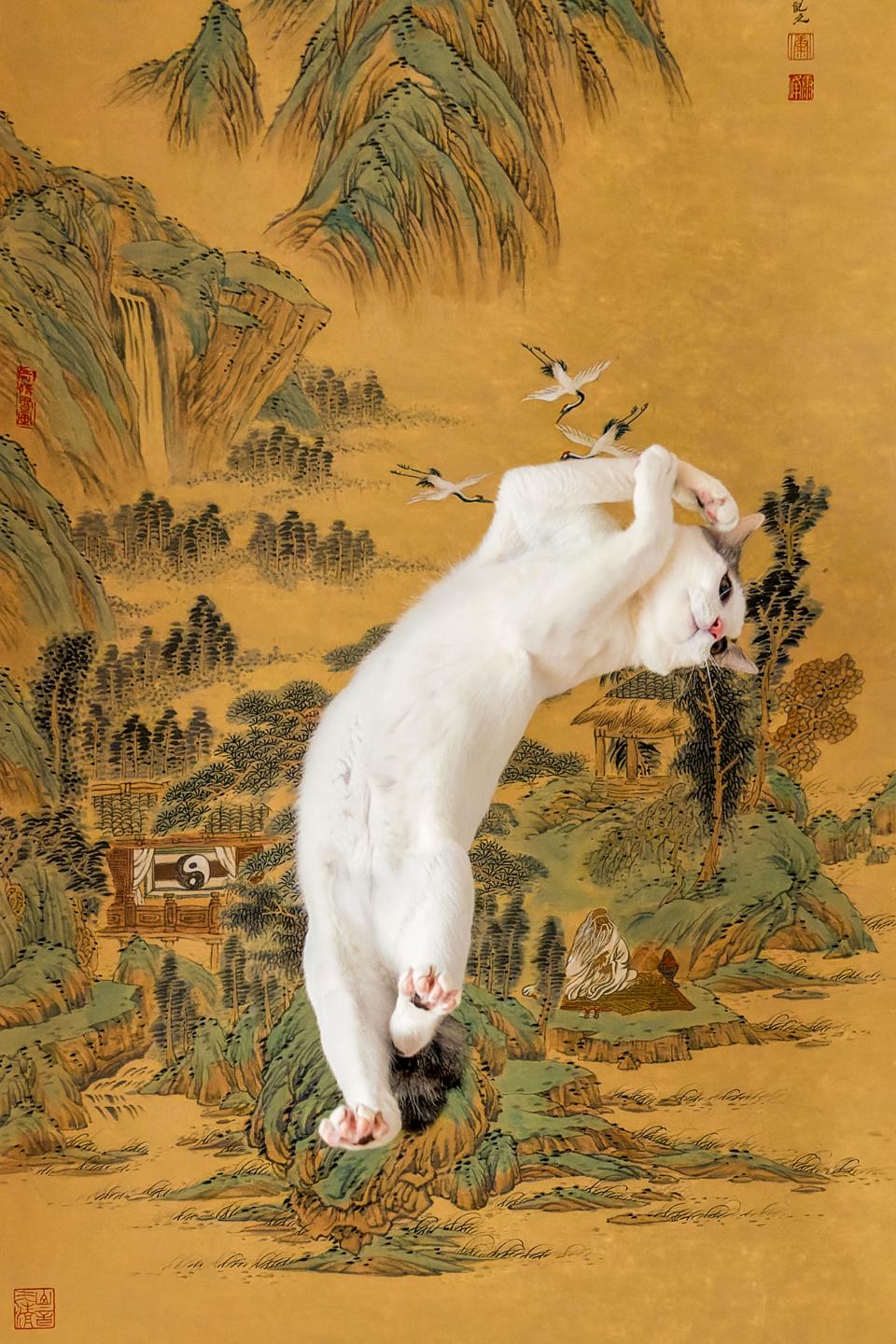 A white cat lies on its back, exposing its belly.