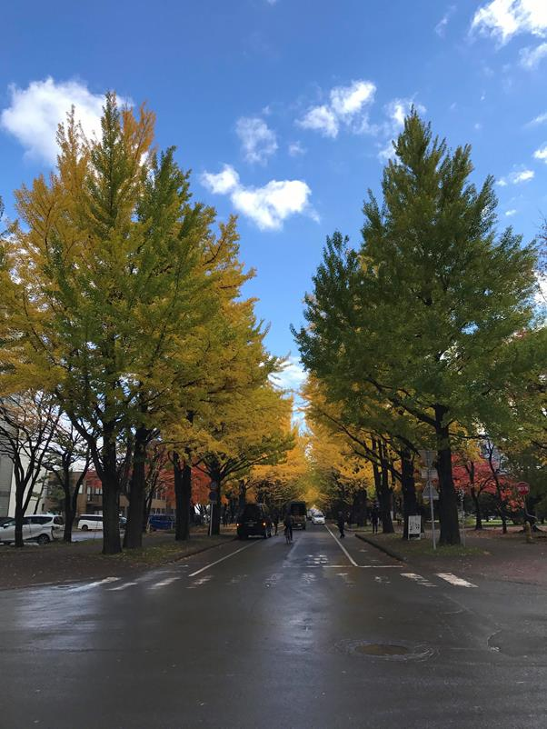 秋季限定的黃金景色、札幌必看季節美景～北海道大學銀杏大道