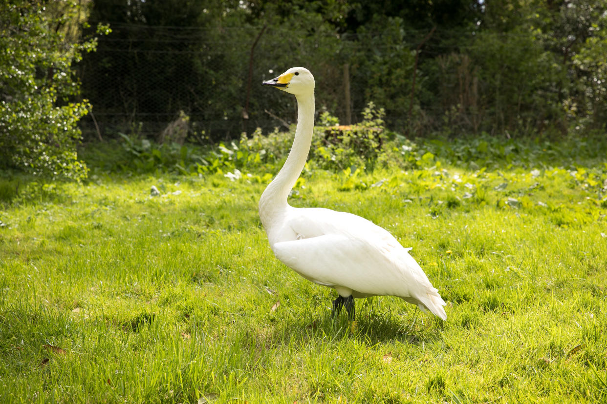 Pickles the swan