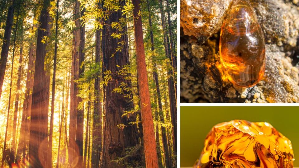 color of the year electric amber tree resin redwood