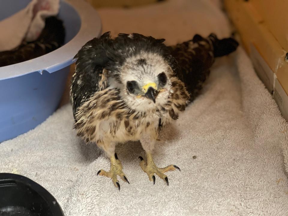 Grassland birds, including Mississippi kites, face significant challenges due to the detrimental effects of pesticides and land management practices.