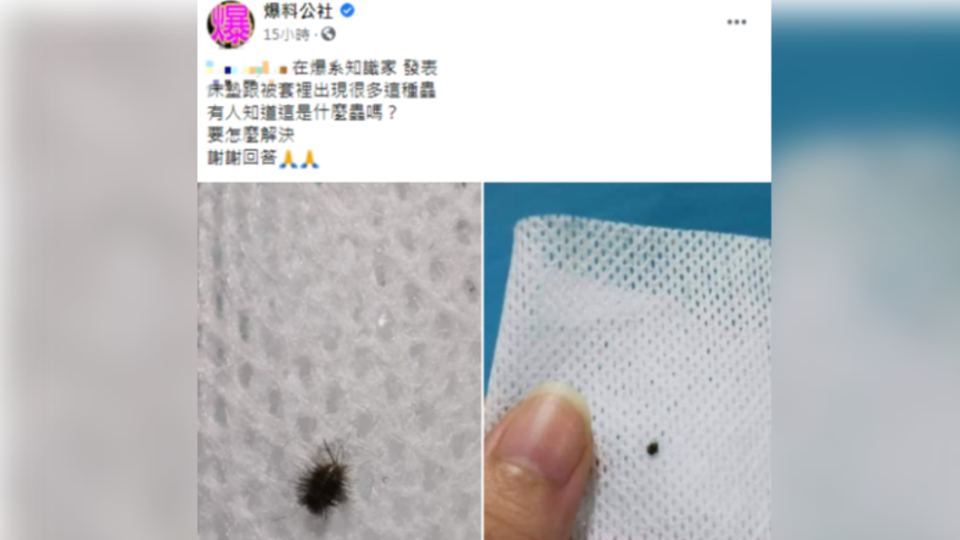  網友在床墊發現黑色怪蟲，上網求救。（圖／翻攝自「爆料公社」）