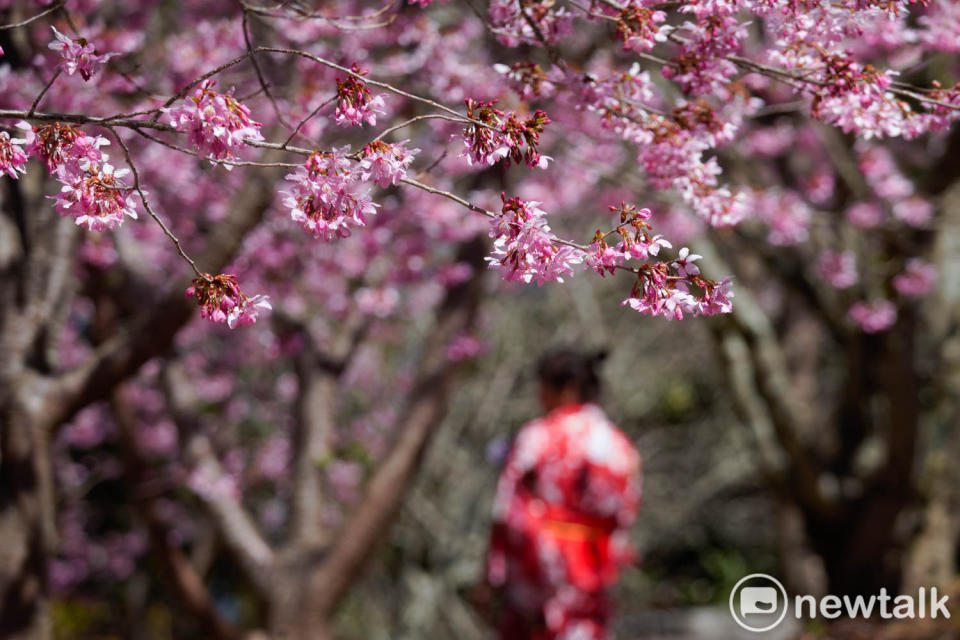 穿紅色和服的民眾與盛開的粉紅櫻花相呼應，交織成一片粉紅浪漫的春之景。   圖：張良一/攝