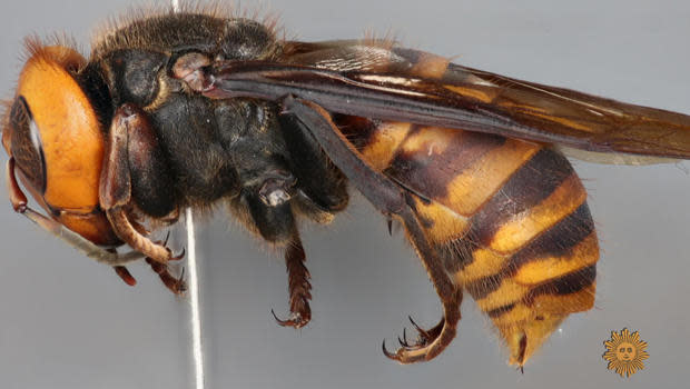 An Asian giant hornet specimen. / Credit: Michael Gates/USDA
