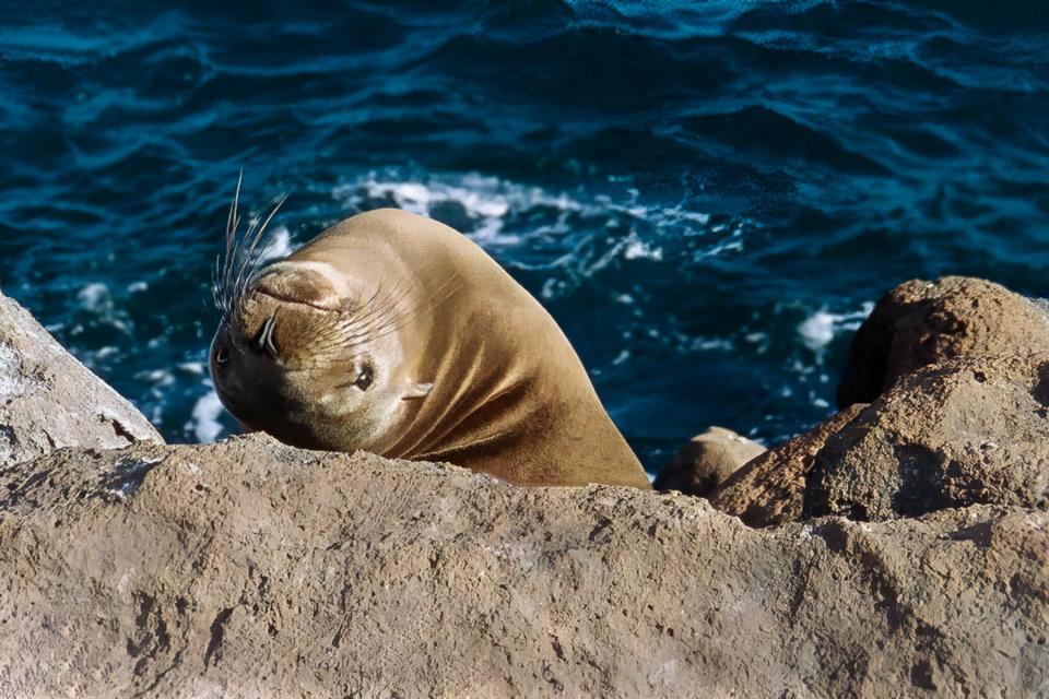 Playful Galapagos Sea Lion