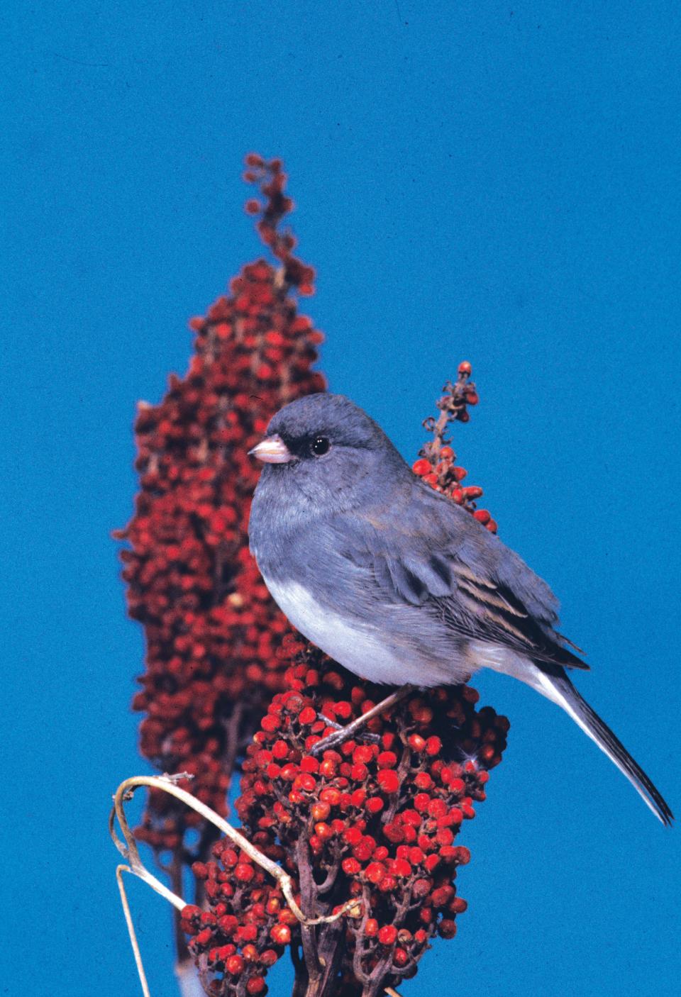 Smokies locals have long referred to dark-eyed juncos as “snowbirds,” since their arrival in the fall serves as a reliable sign that winter is near. Although they are year-round residents of the Smokies, they move to lower elevations for the colder months.