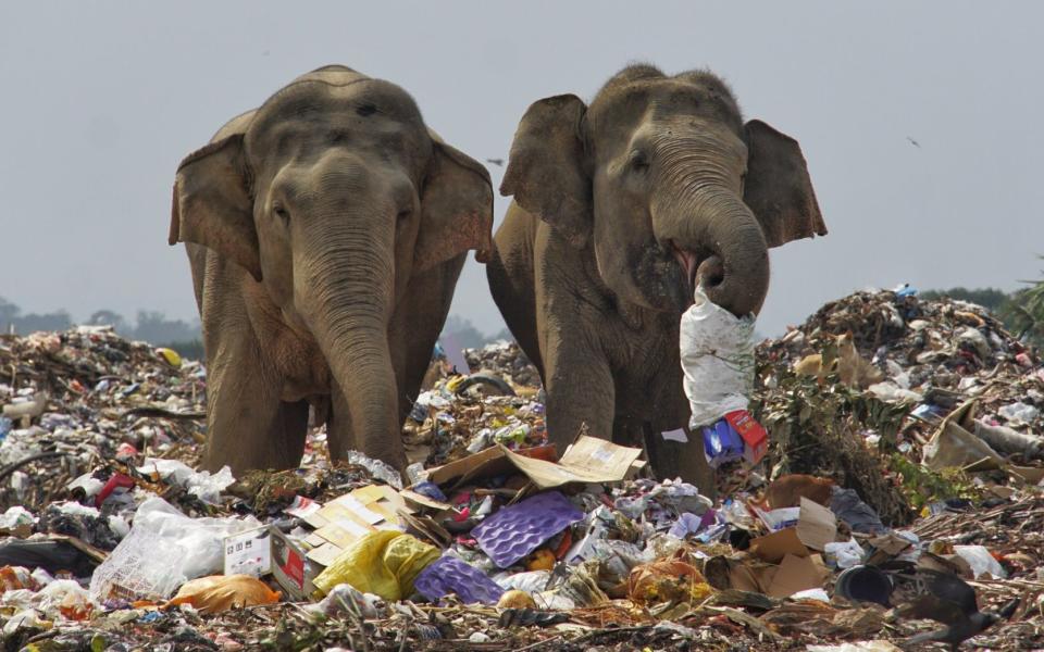The herd, which numbers just under 40, has turned to rooting through the rubbish dump - Tharmaplan Tilaxan/Cover Images